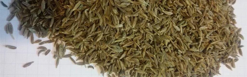 Cumin